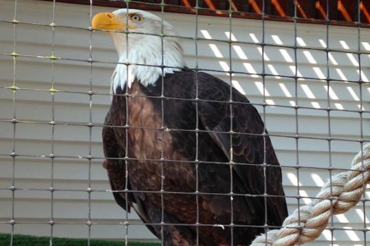 Sitka Shore Excursion: Bears, Raptor Center, & Totem Park Tour (Small Group) - Image 2