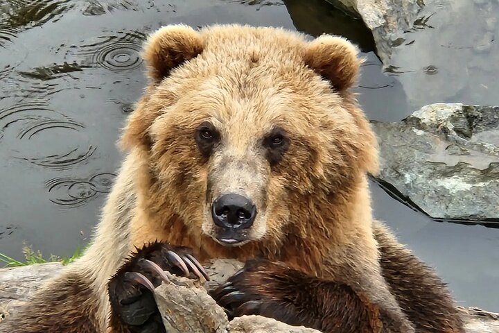 Sitka's only Private Simply Amazing Tour - Image 1