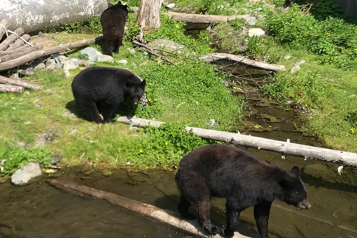 Sitka's only Private Simply Amazing Tour - Image 4