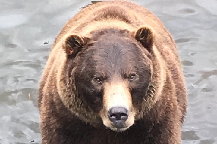 Sitka's only Private Simply Amazing Tour - Image 2