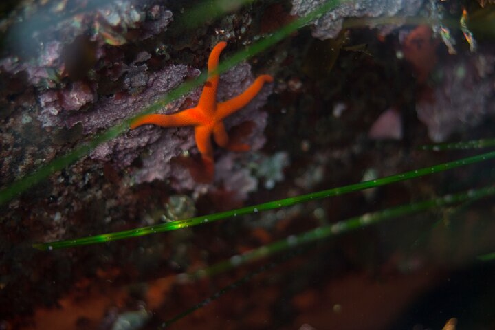 Snorkel Tour at Magic Island  - Image 3
