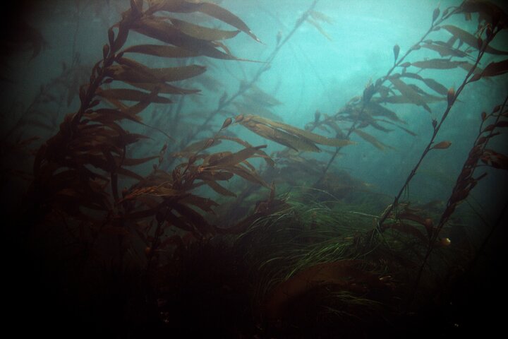 Snorkel Tour at Magic Island  - Image 4