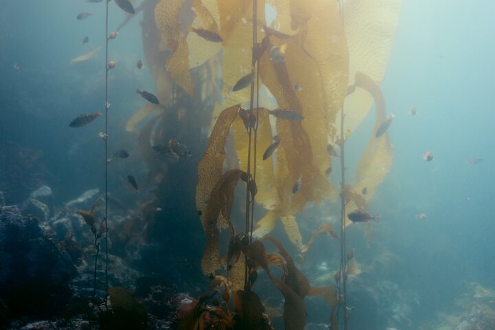 Snorkel Tour at Magic Island  - Image 1