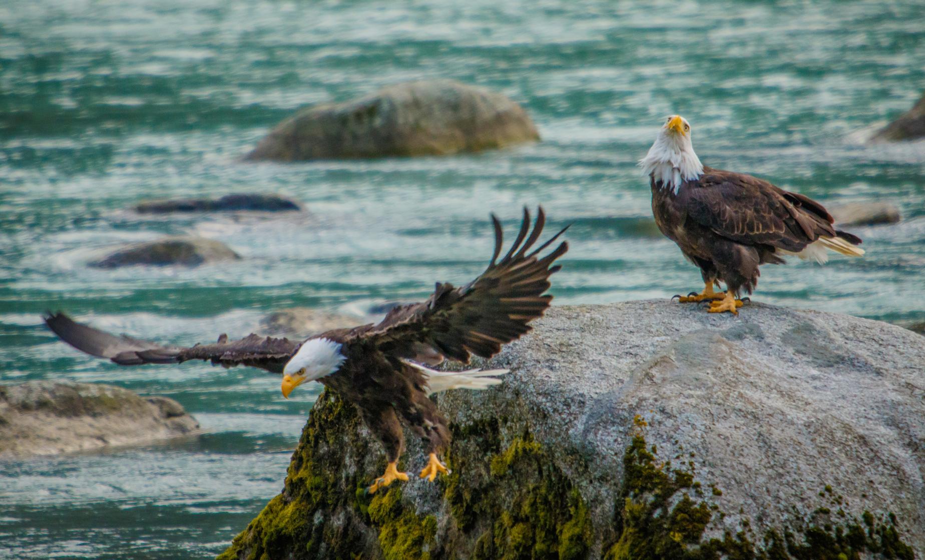 Chilkat Bald Eagle Preserve Rafting from Skagway - Image 1