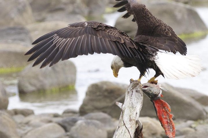 Chilkoot Wilderness and Wildlife Viewing - 6.5 hrs from Skagway - Image 3
