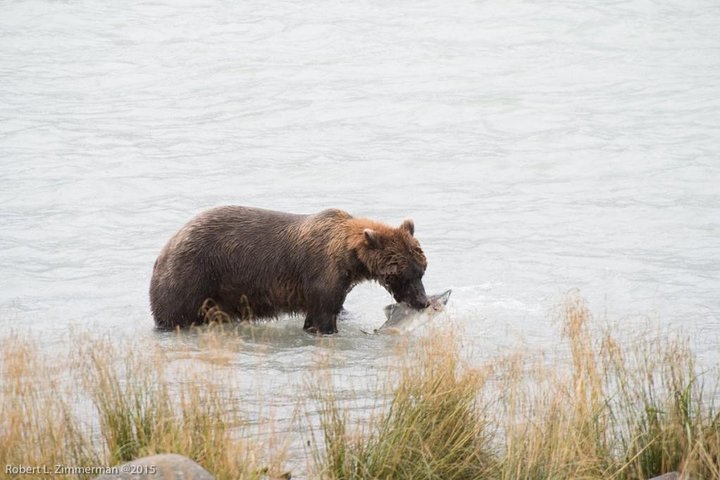 Chilkoot Wilderness and Wildlife Viewing - 6.5 hrs from Skagway - Image 2
