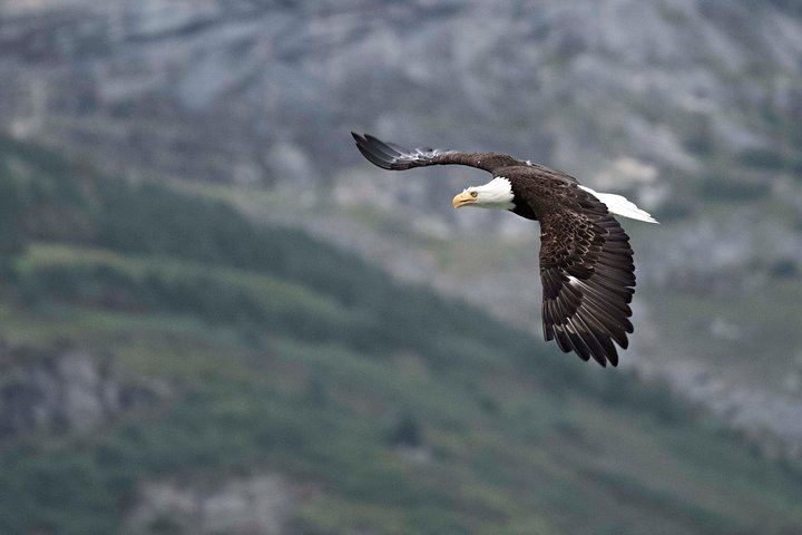 Chilkoot Wilderness and Wildlife Viewing - 6.5 hrs from Skagway - Image 5