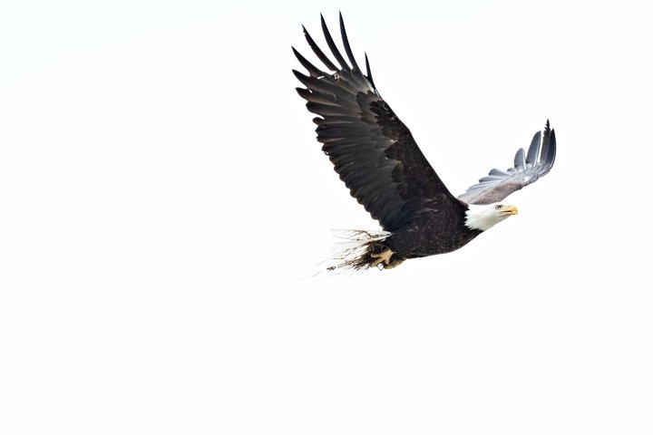 Chilkoot Wilderness and Wildlife Viewing - 6.5 hrs from Skagway - Image 4