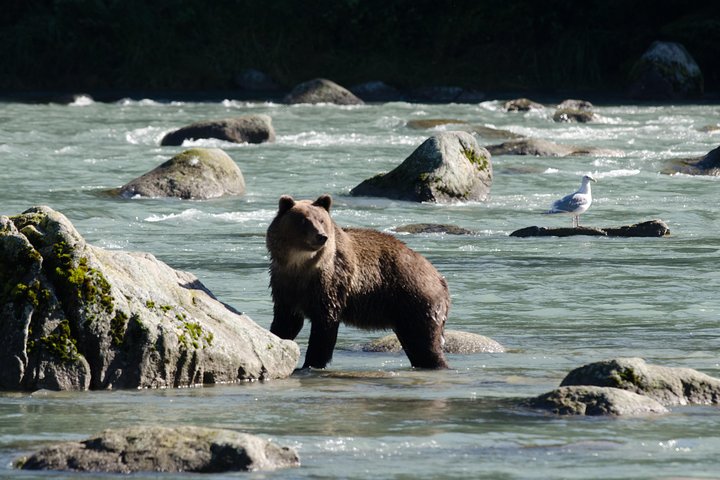 Chilkoot Wilderness and Wildlife Viewing - 6.5 hrs from Skagway - Image 1