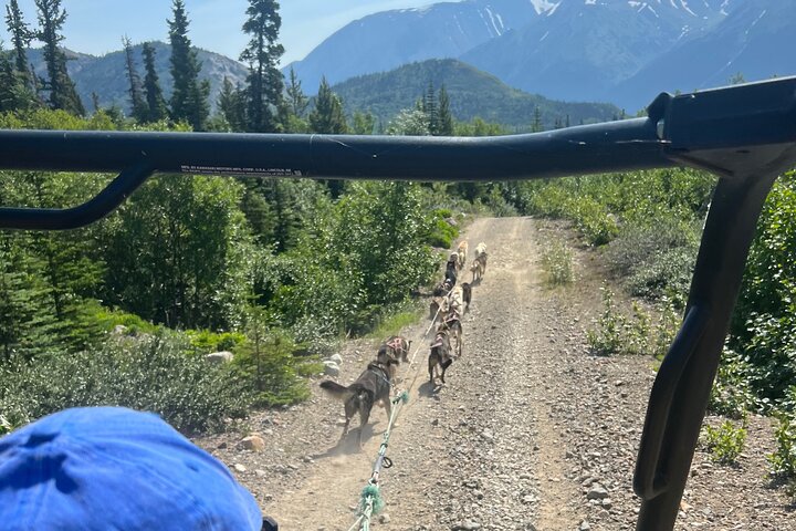 Exclusive Yukon Full-Day Tour with Dog Mushing Adventure  - Image 2