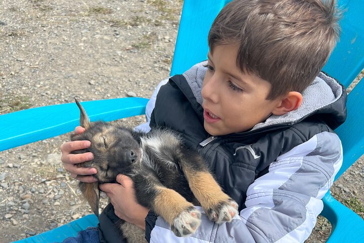 Exclusive Yukon Full-Day Tour with Dog Mushing Adventure  - Image 3