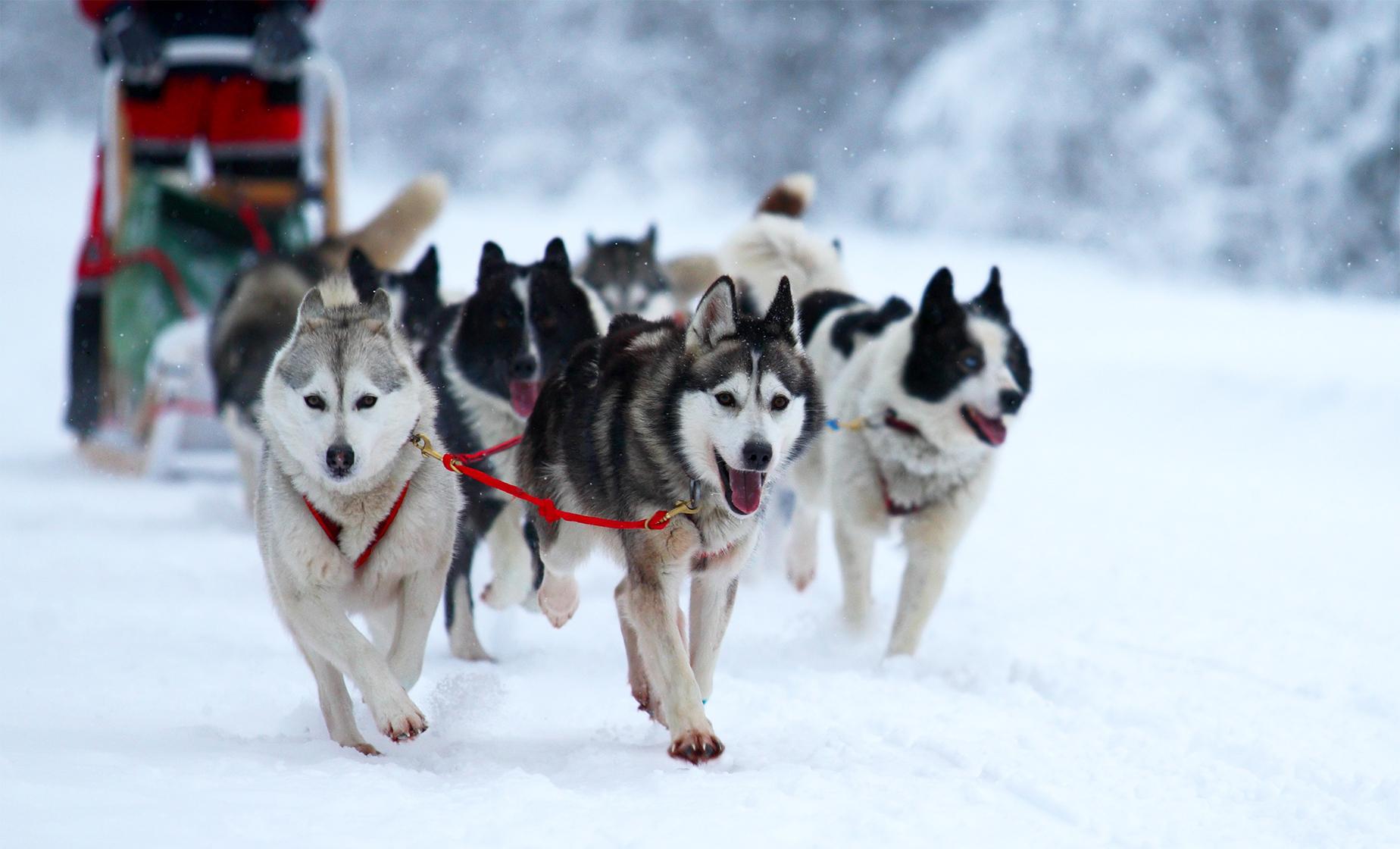 Helicopter Dog Sledding Adventure - Image 1