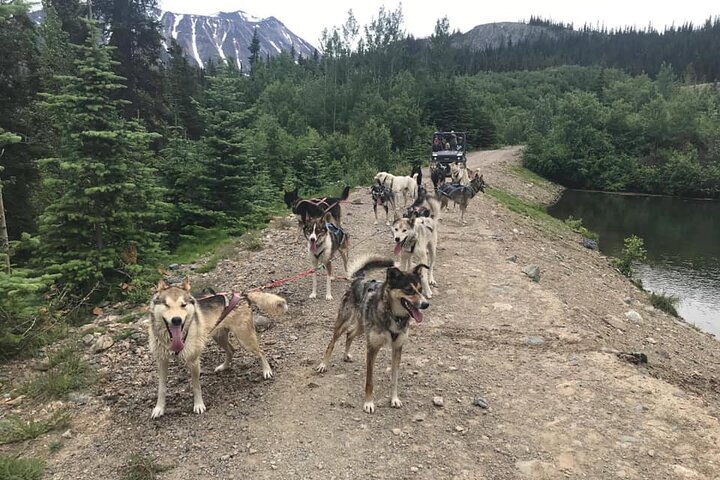 Pet the Pups 7-hour Scenic Journey to the Yukon and Dogsledding Camp - Image 2