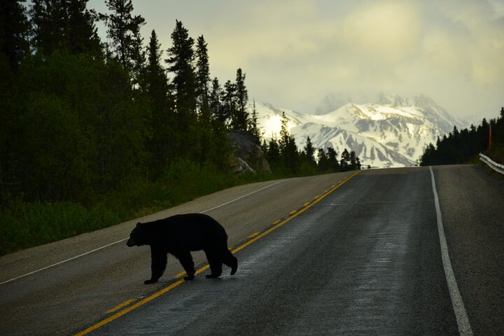 Private Sightseeing Excursion in Skagway with Pick-up - Image 4