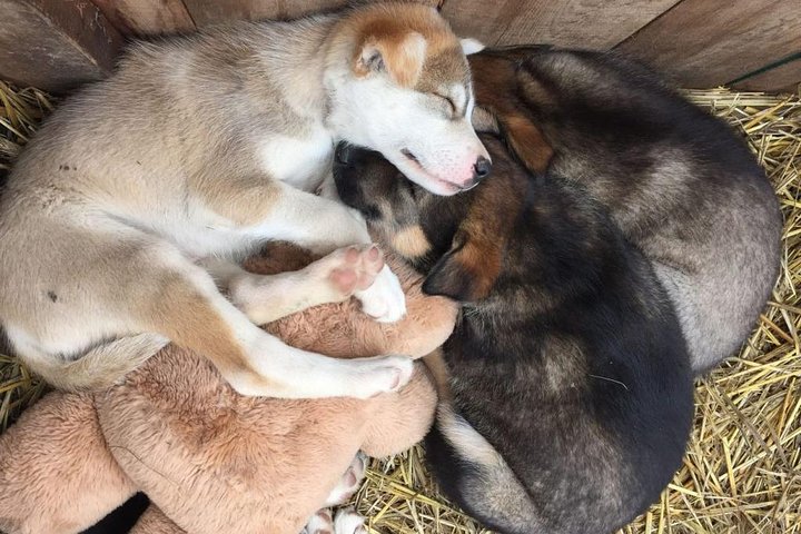 Skagway Shore Excursion: Yukon Dog Sledding and Sightseeing Tour - Image 2