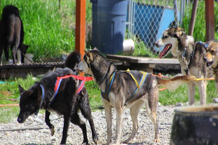 Skagway Shore Excursion: Yukon Dog Sledding and Sightseeing Tour - Image 1