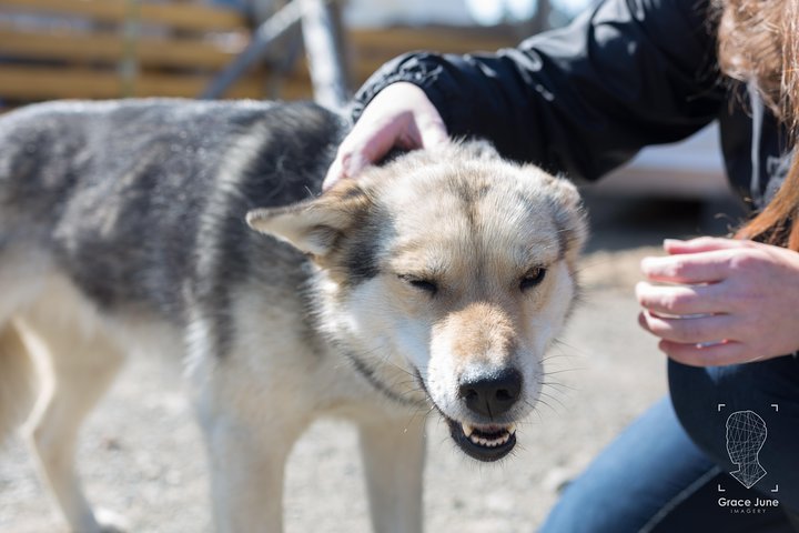 Sled Dog Adventure and Pan for Gold in the Yukon - Image 5