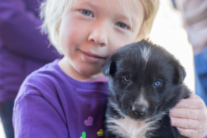 Sled Dog Adventure and Pan for Gold in the Yukon - Image 3