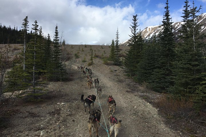 Sled Dog Adventure and Pan for Gold in the Yukon - Image 1