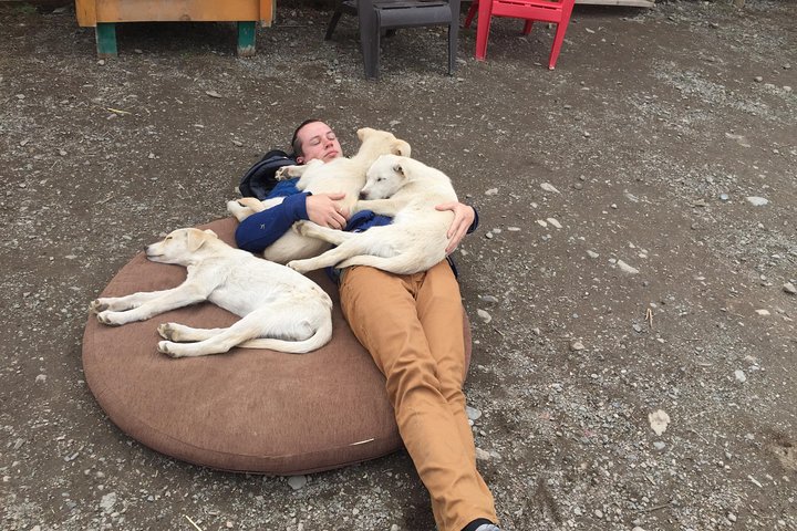 Sled Dog Adventure and Pan for Gold in the Yukon - Image 2