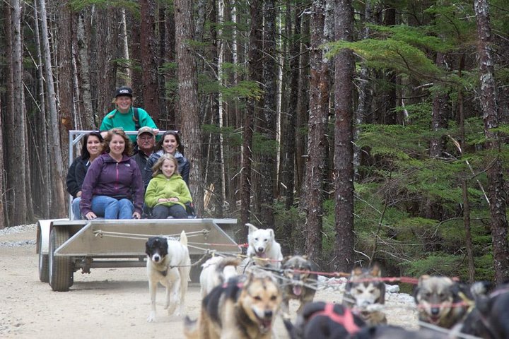 Sled Dog Discovery in Skagway - Image 1