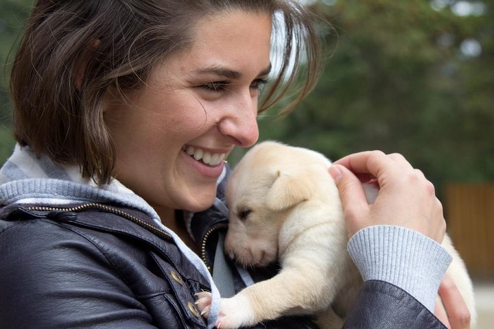 Sled Dog Discovery in Skagway - Image 2