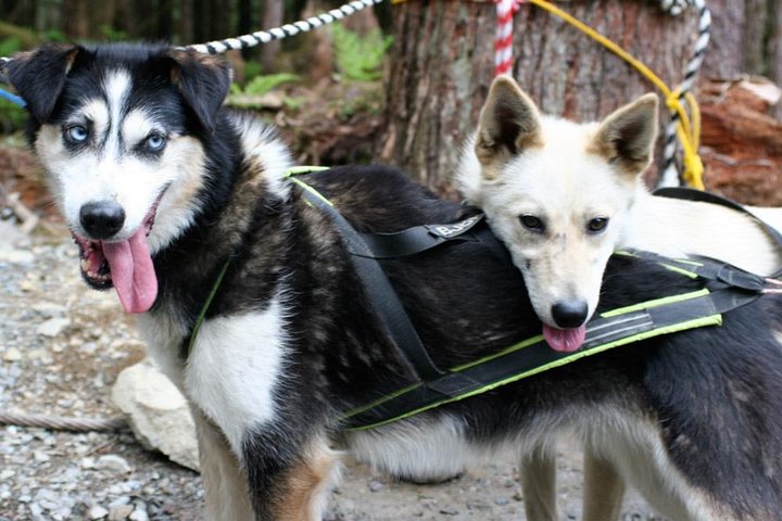 Sled Dog Discovery in Skagway - Image 4