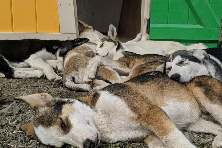 Summer Sled Dog Remote Yukon Camp & Summit Tour - Image 5
