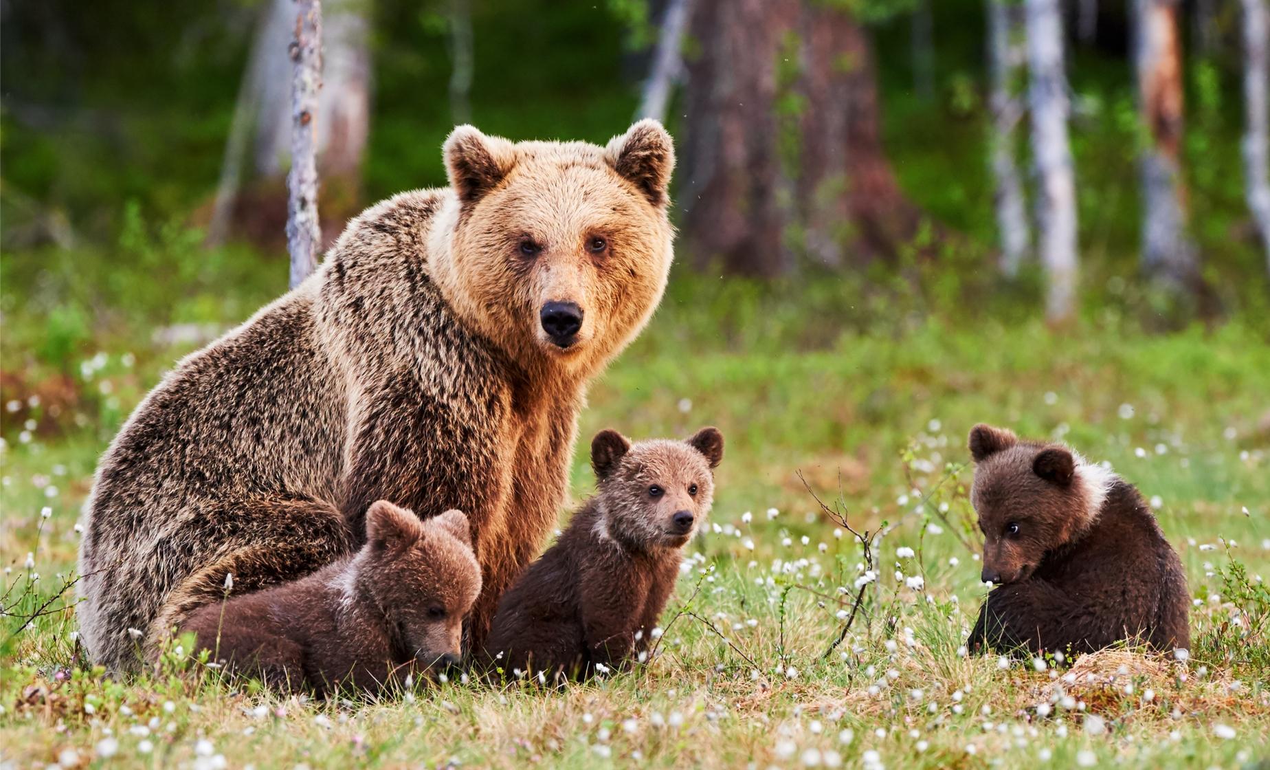 Wildlife Safari and Bear Viewing - Haines - Image 1