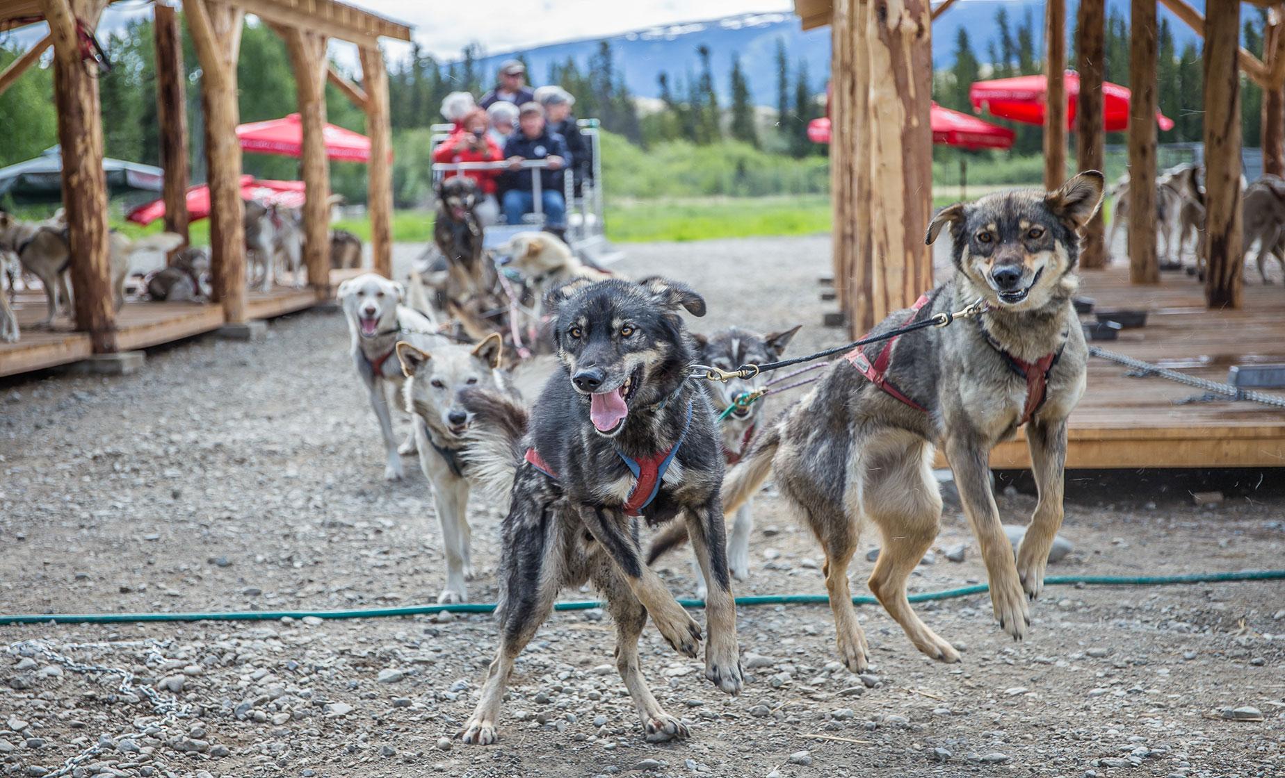 Yukon Dog Musher Adventure Tour - Image 1