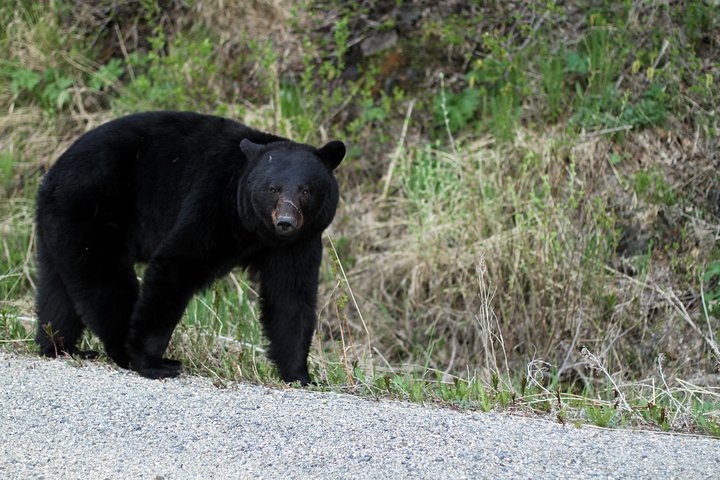 Yukon Extended Summit Drive Tour (From Skagway) - Image 4