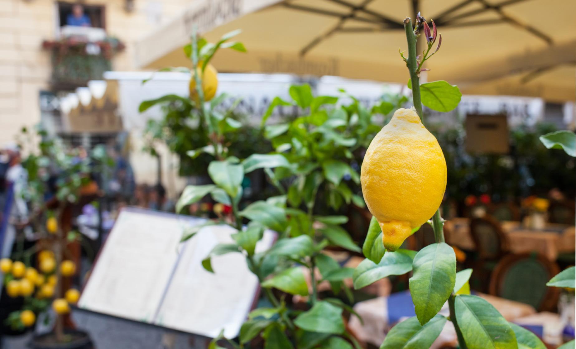 A Taste of Sorrento - Image 1