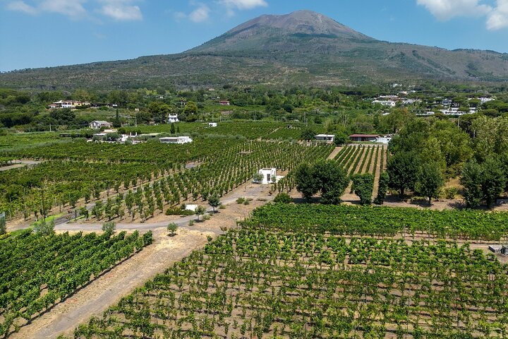 Full-Day Guided Pompeii Ruins and Wine Tasting Tour - Image 3