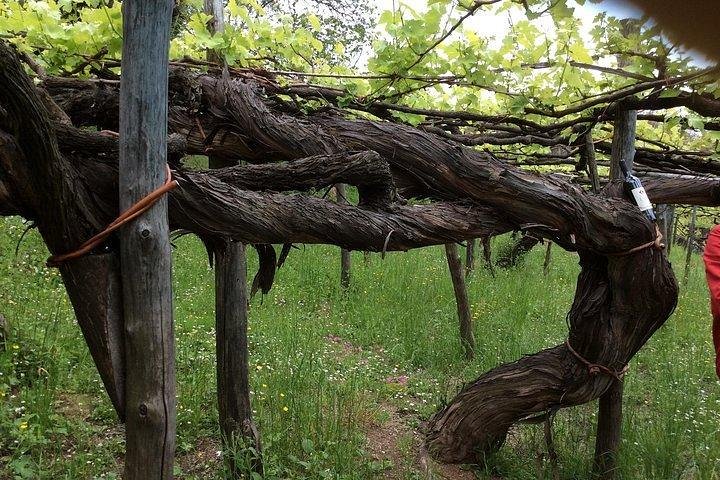 Full-Day Wine Tasting Tour in the Province of Avellino - Image 2