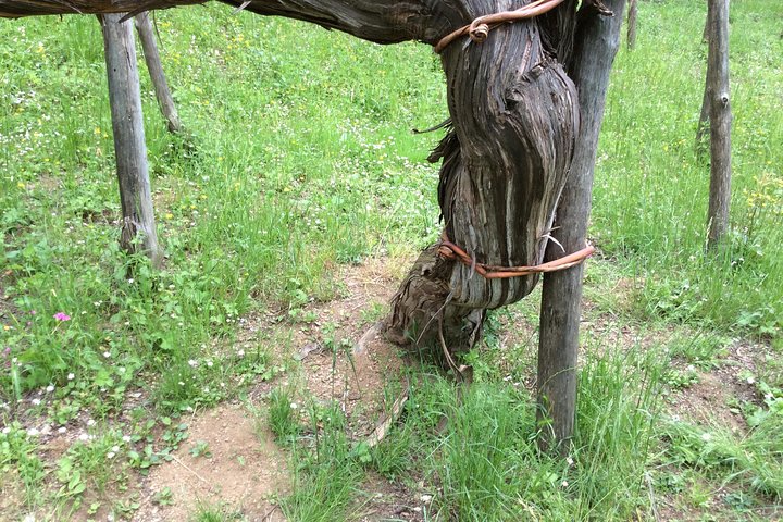 Full-Day Wine Tasting Tour in the Province of Avellino - Image 5