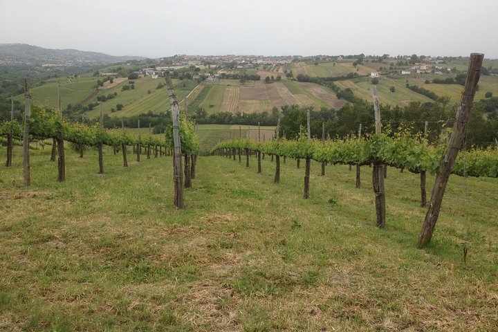 Full-Day Wine Tasting Tour in the Province of Avellino - Image 1