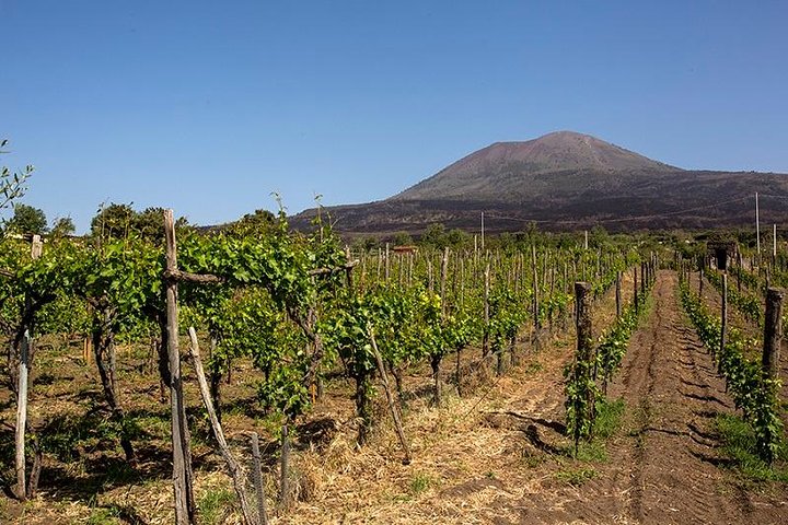 Mount Vesuvio Organic Wine Tasting & Lunch with Transfer from Sorrento Peninsula - Image 2