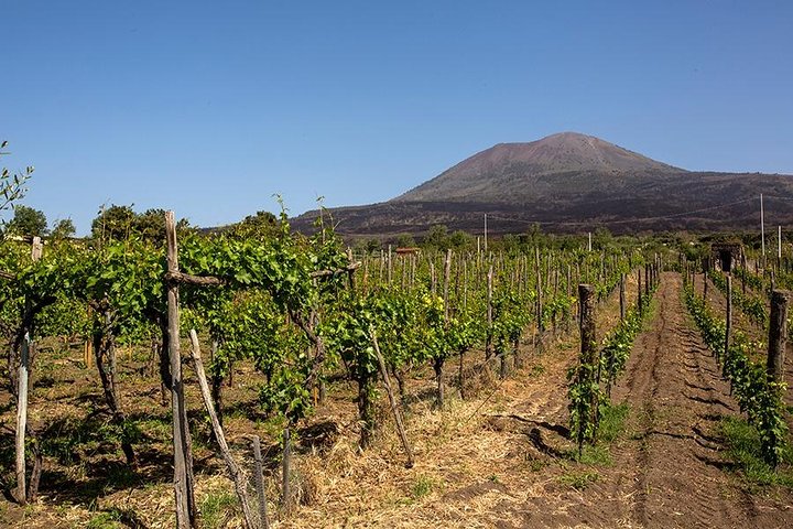 Mount Vesuvius & Wine Tasting with Lunch Private Tour from Sorrento Coast - Image 2