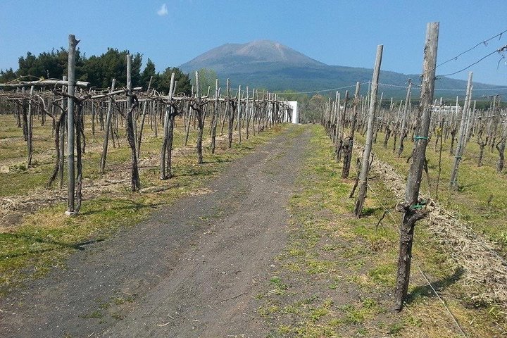 Pompeii-Vesuvius-Wine tour from Sorrento, licensed guide included - Image 4