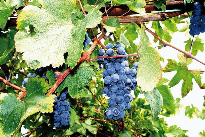 Private Experience: Guided tour in Pompei & local wine tasting from Sorrento - Image 1