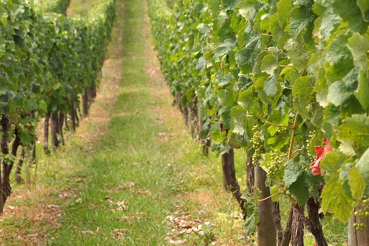 Private Experience: Guided tour in Pompei & local wine tasting from Sorrento - Image 5