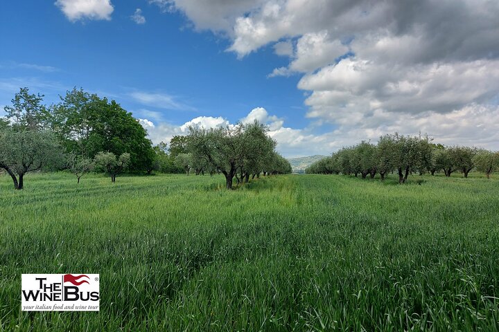 Private Irpinia Wine Tour with Pizza Cooking Class from SORRENTO - Image 4