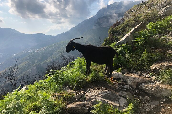 Private tour Path of the Gods and Positano - Image 4