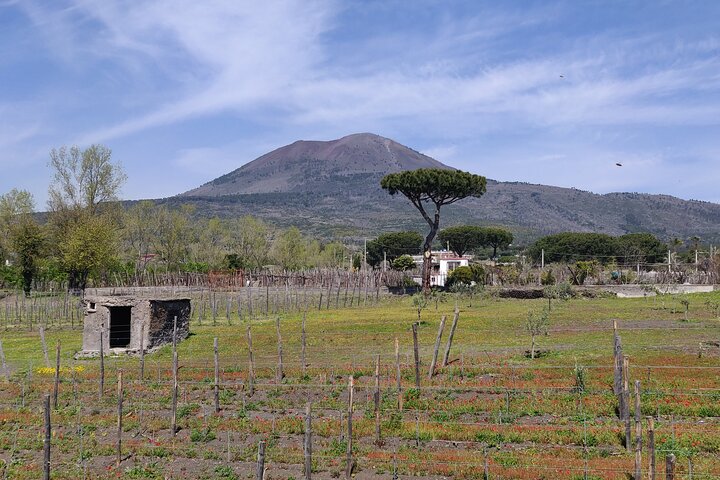 Private Tour Pompeii, Vesuvius and Herculaneum - Image 5