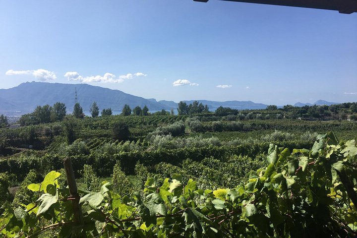 Transfer from Sorrento to Naples with wine tasting (1-8 PAX) - Image 3