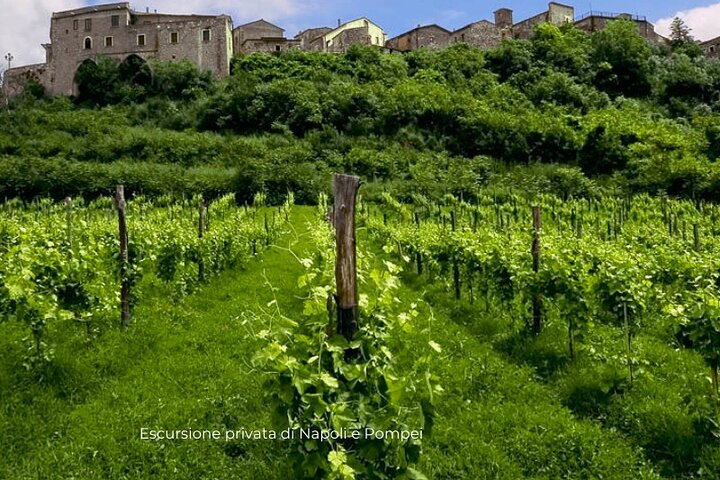 Visit to the cellar at the Feudi di San Gregorio da Sorrento - Image 3