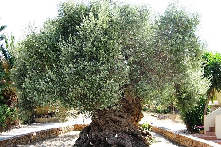 Chania Old Town - Millennial Olive Tree - Olive Oil Mill - Image 4