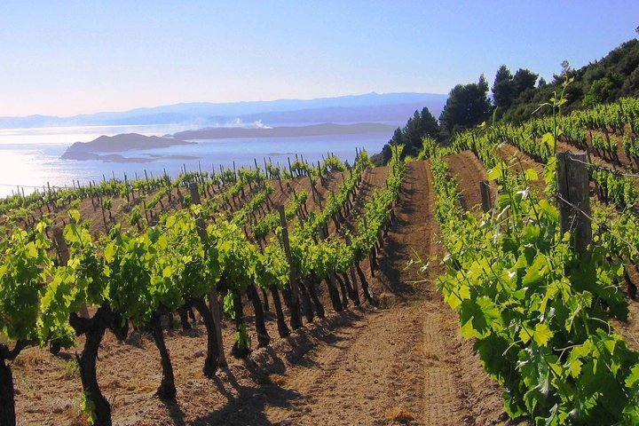 Crete Wine & Olive Oil Tour  - Image 2