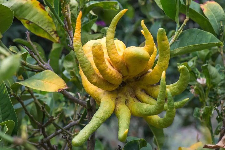 Half Day Private Tour to Botanical Garden in Chania - Image 3