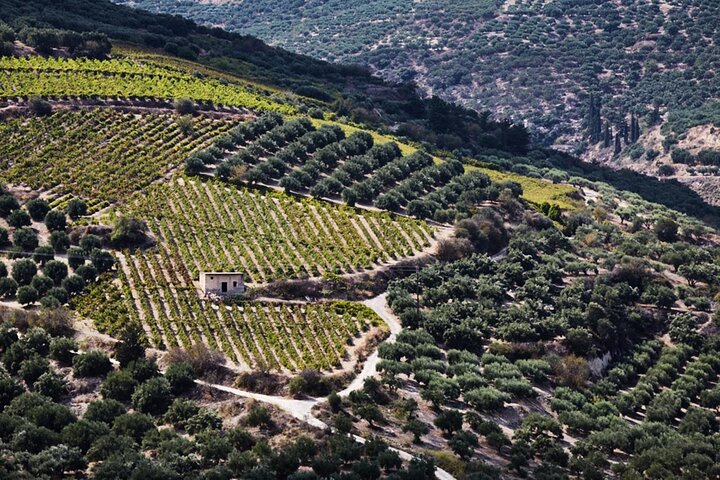 Minoan Crete from 3.000 BC: Knossos Palace & Museum with Wineries from Chania - Image 5
